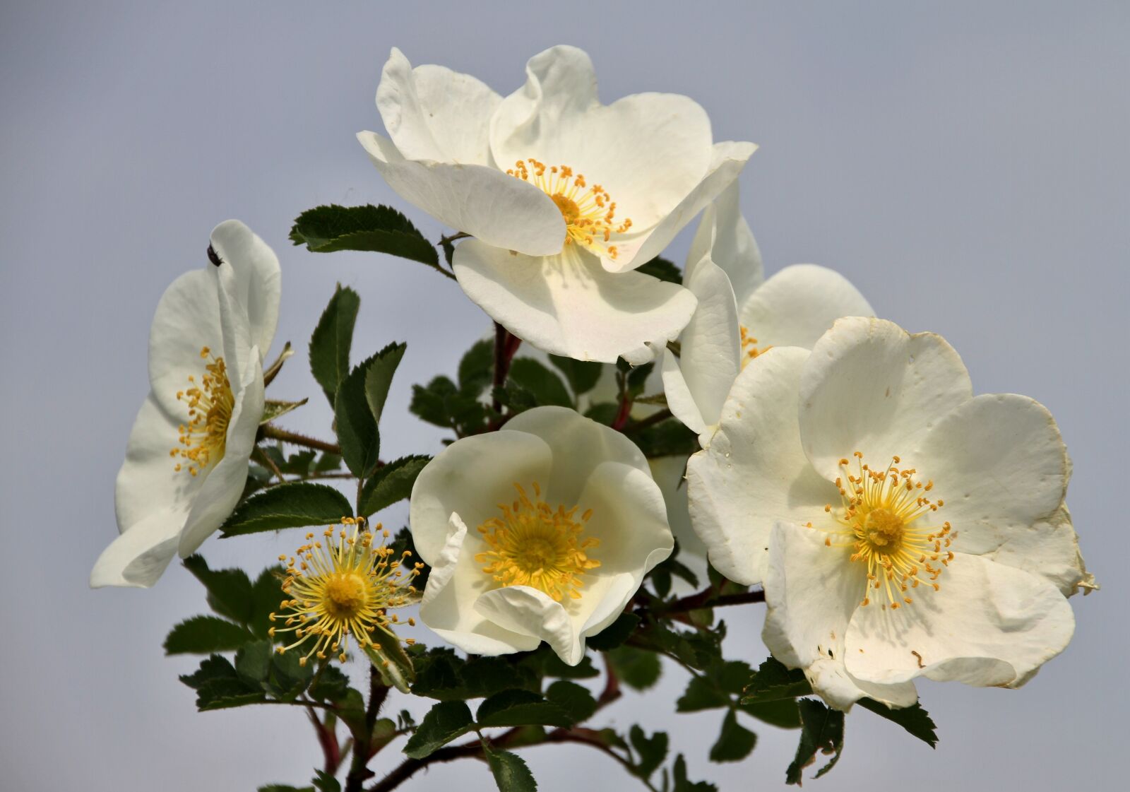 Canon EOS 7D sample photo. Wild, roses, bloom photography