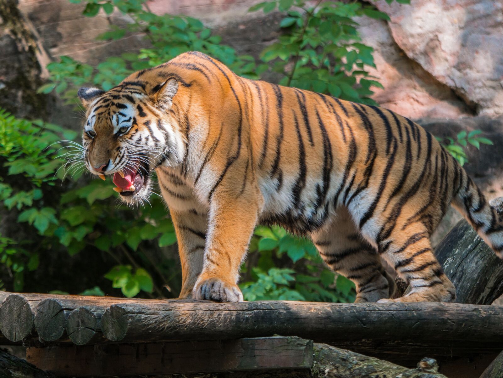 LUMIX G VARIO 100-300/F4.0-5.6II sample photo. Tiger, predator, big cat photography