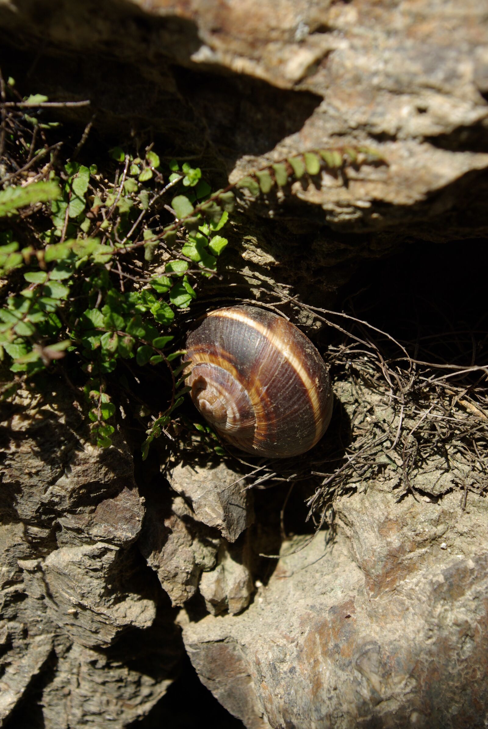 Pentax K10D sample photo. Animals, snail, wall photography
