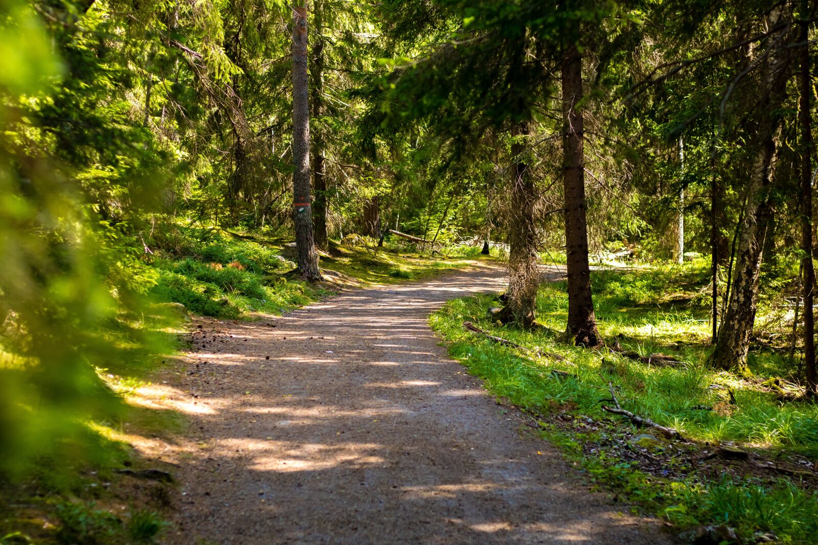 Canon EOS 80D sample photo. Forest, nordic forest, nature photography