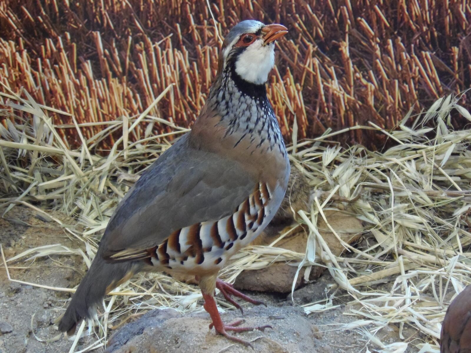 Olympus SP-810UZ sample photo. Partridge, ave, bird photography