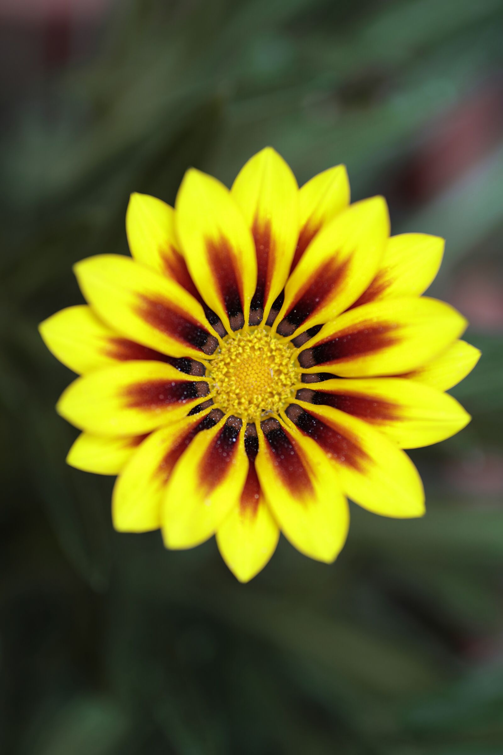 Canon EOS 5DS R sample photo. Yellow, garden, spring photography