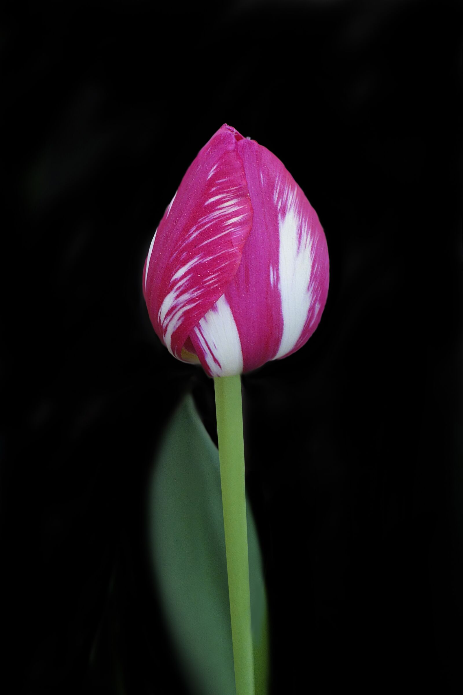 Hasselblad Stellar sample photo. Tulip, flower, nature photography