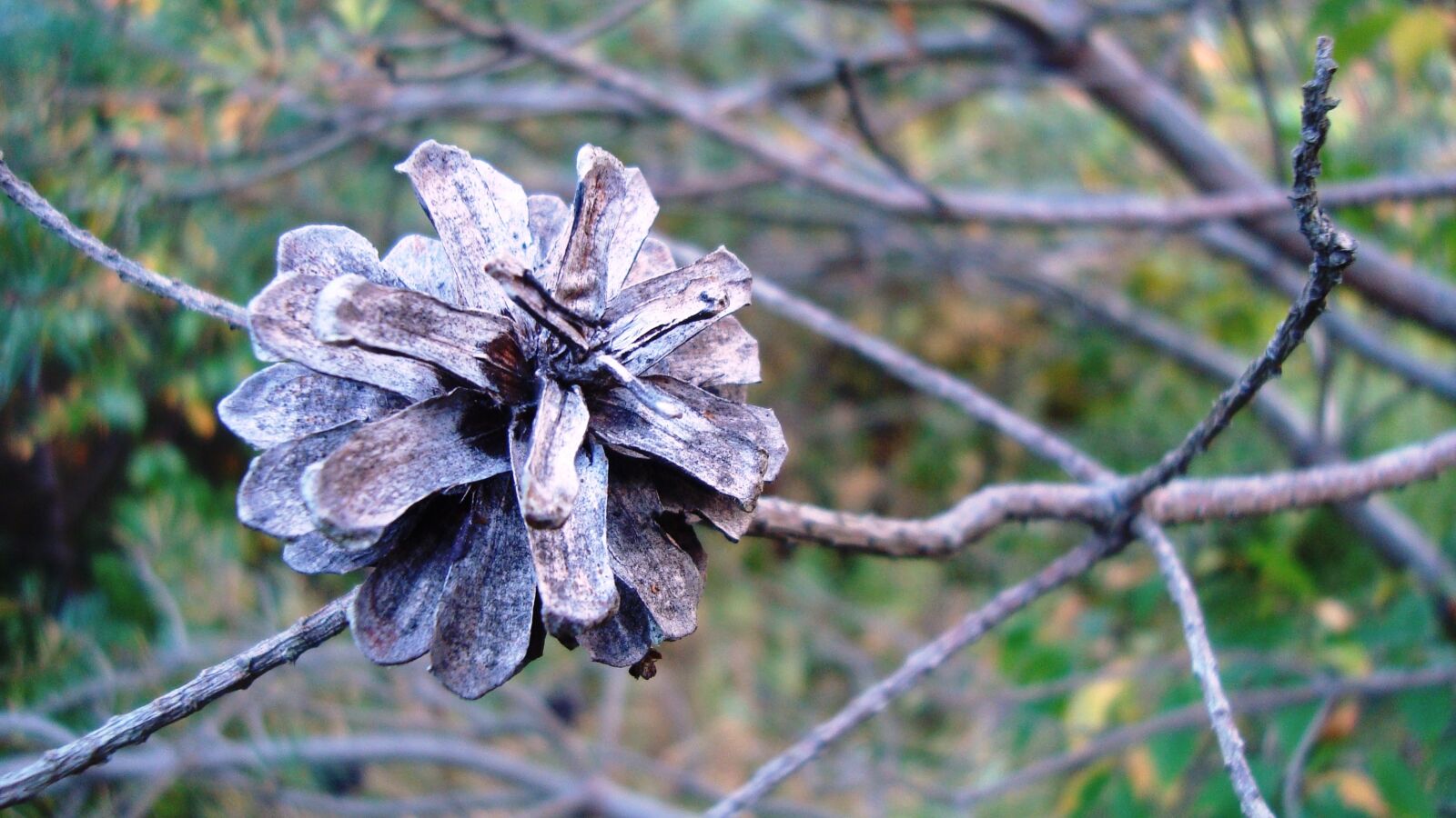 Sony Cyber-shot DSC-W120 sample photo. Flower, autumn, plant photography