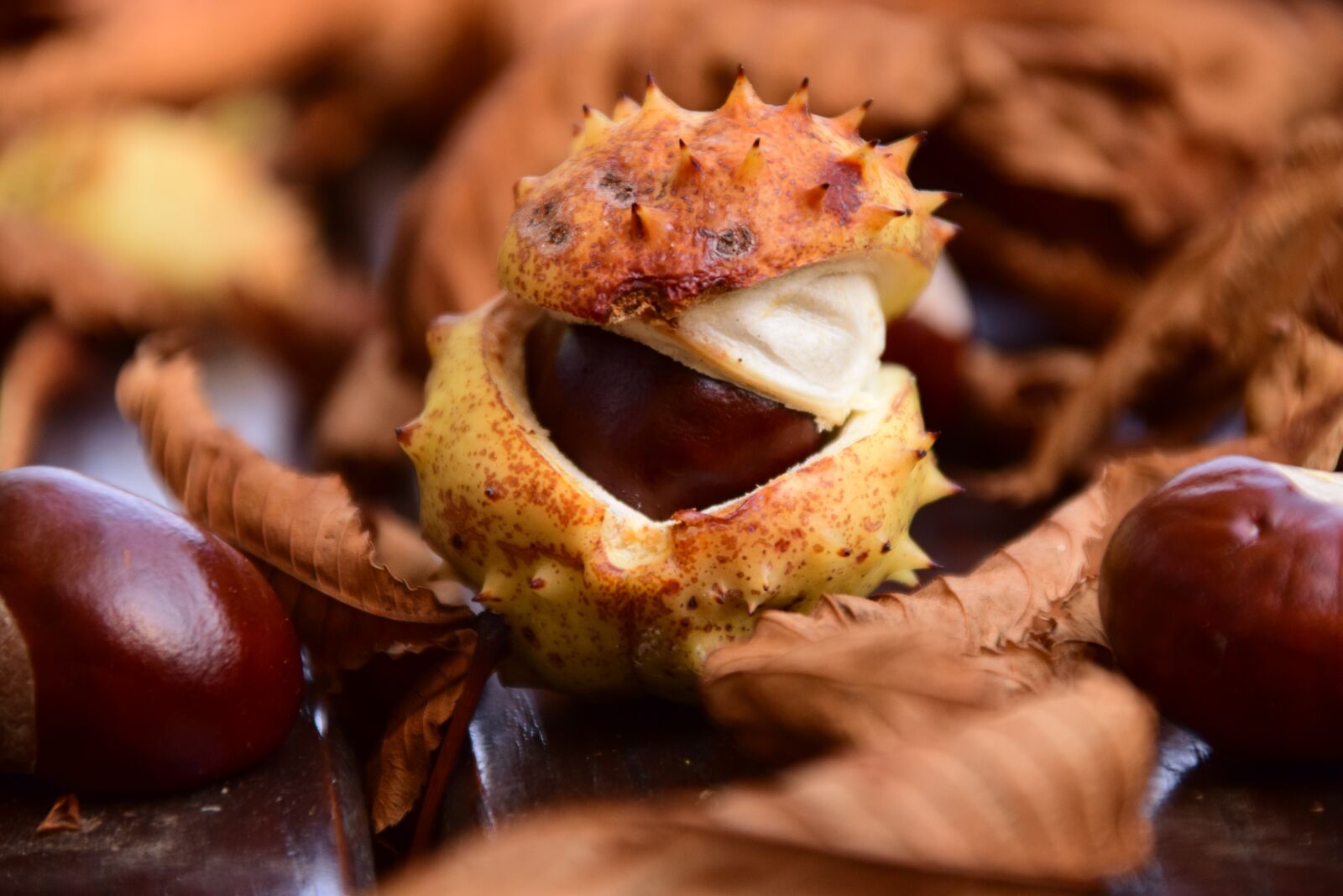 Nikon D3300 sample photo. Chestnut, close up, buckeye photography