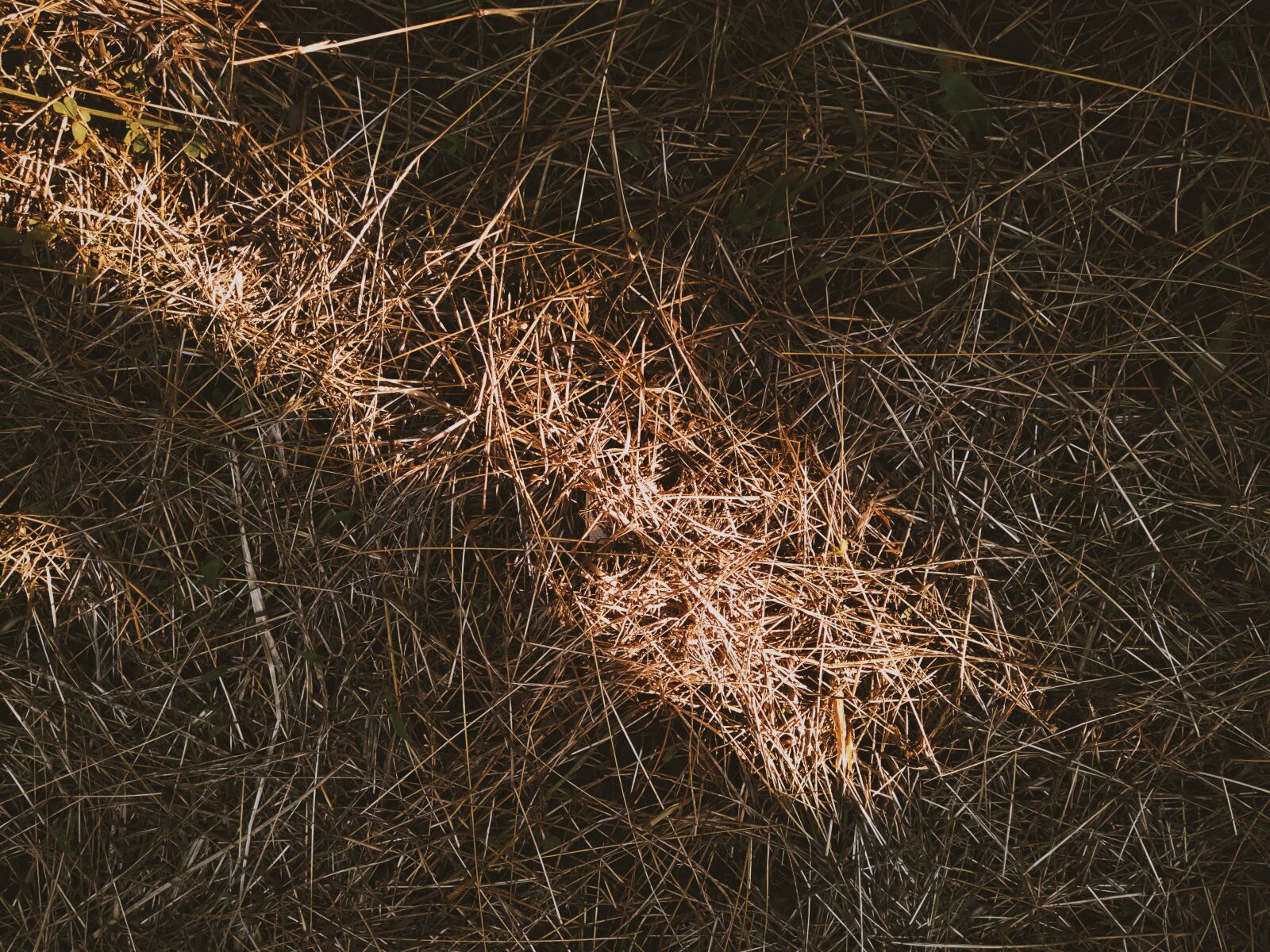 OPPO A3S sample photo. Dead grass, sunset lightning photography