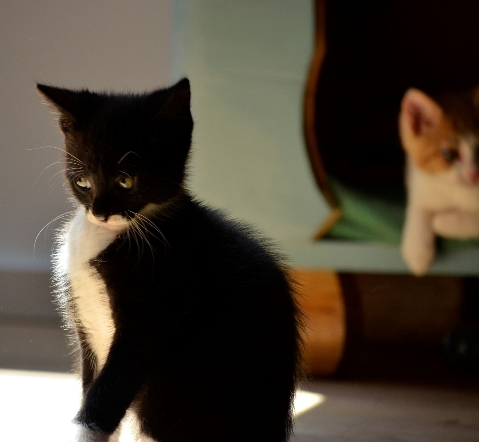 Nikon D5100 sample photo. Kitten, small, view photography
