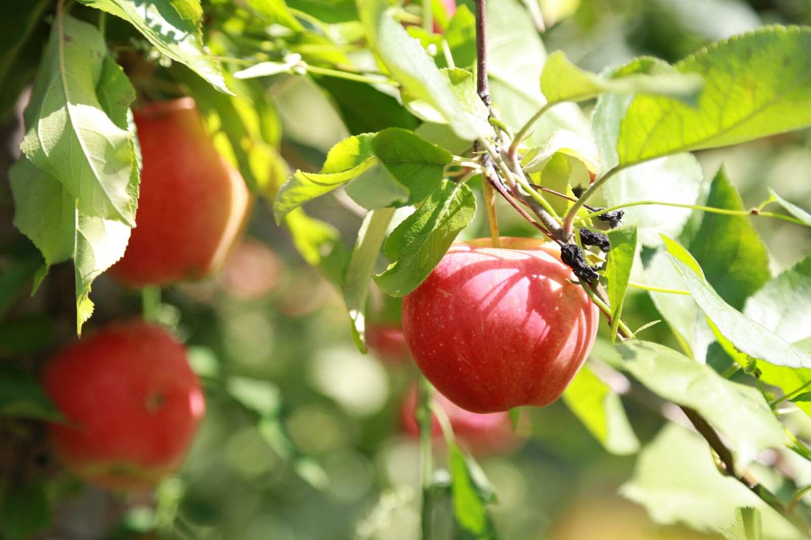 Canon EOS 6D + Canon EF 24-105mm F4L IS USM sample photo. Apple, apple tree, fruit photography