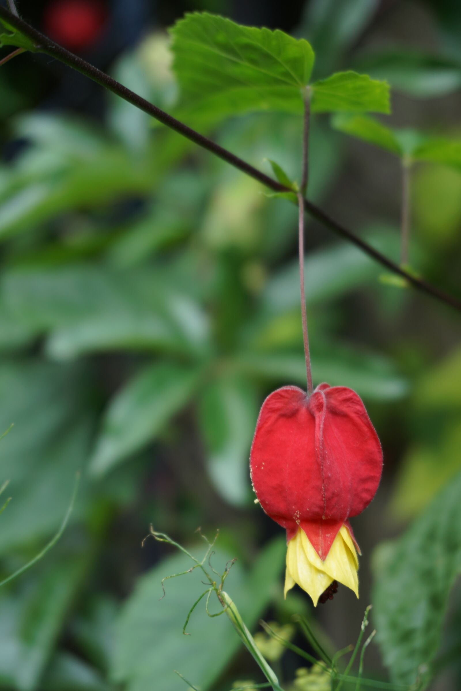 Sony a6000 sample photo. Flower, garden, botany photography