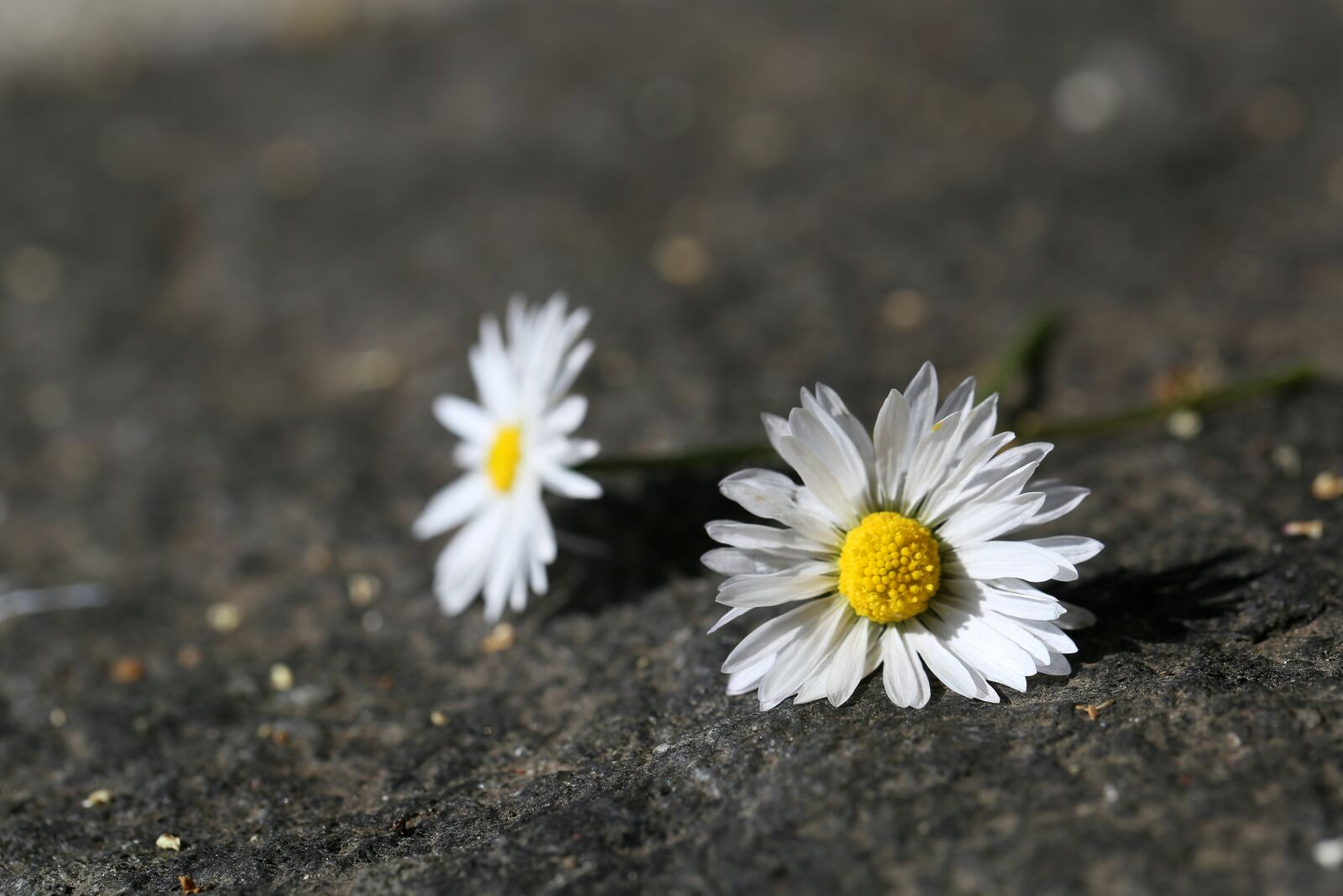 Canon EF 100mm F2.8L Macro IS USM sample photo. Daisy, spring, blossom photography