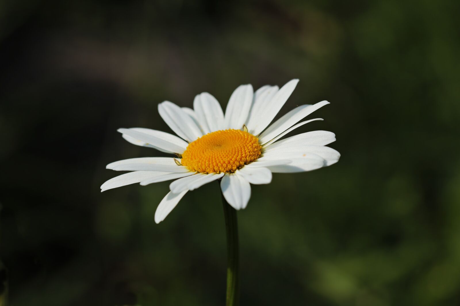 Canon EOS 80D sample photo. Daisies, white, yellow photography