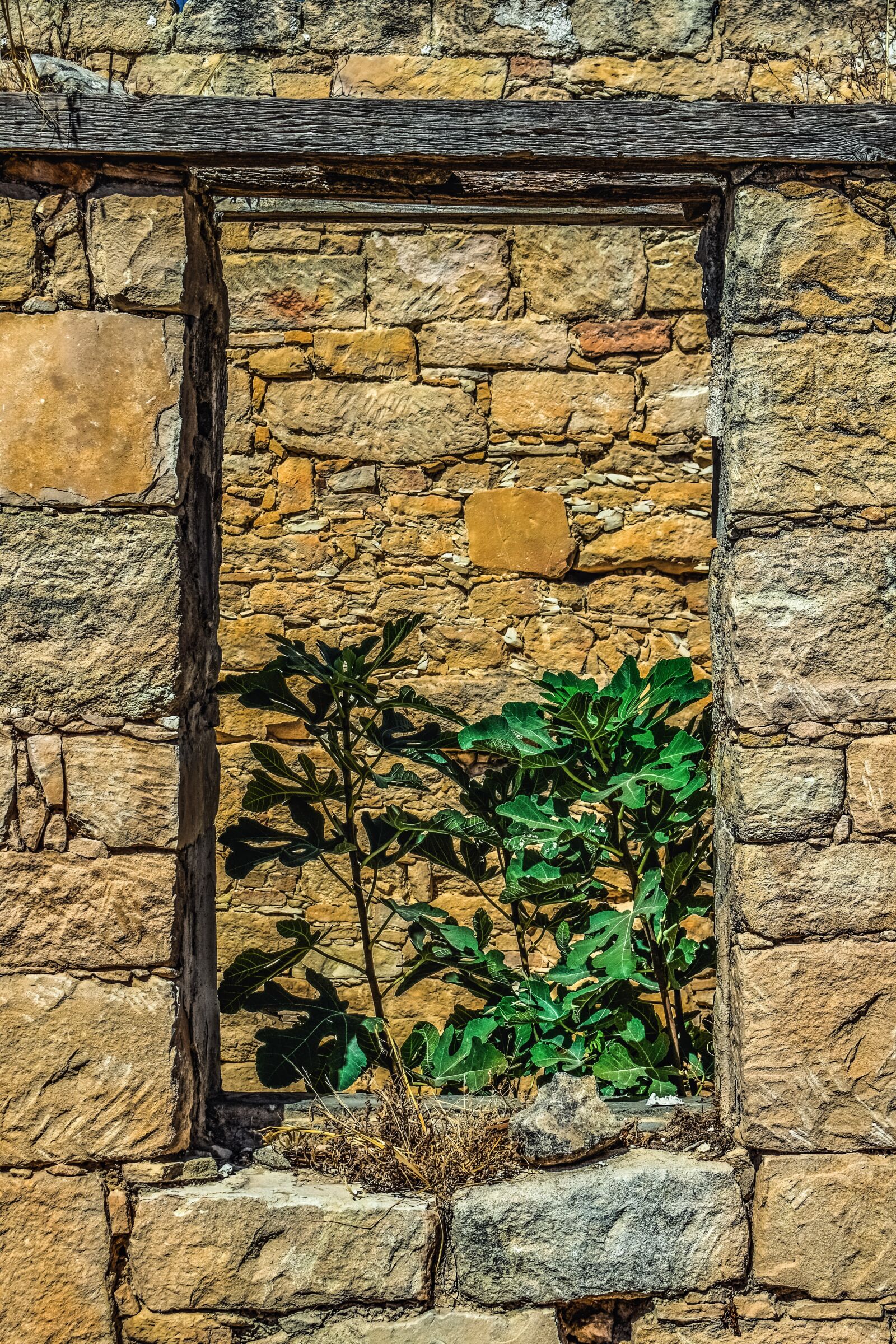 Nikon D3300 sample photo. Window, house, old photography