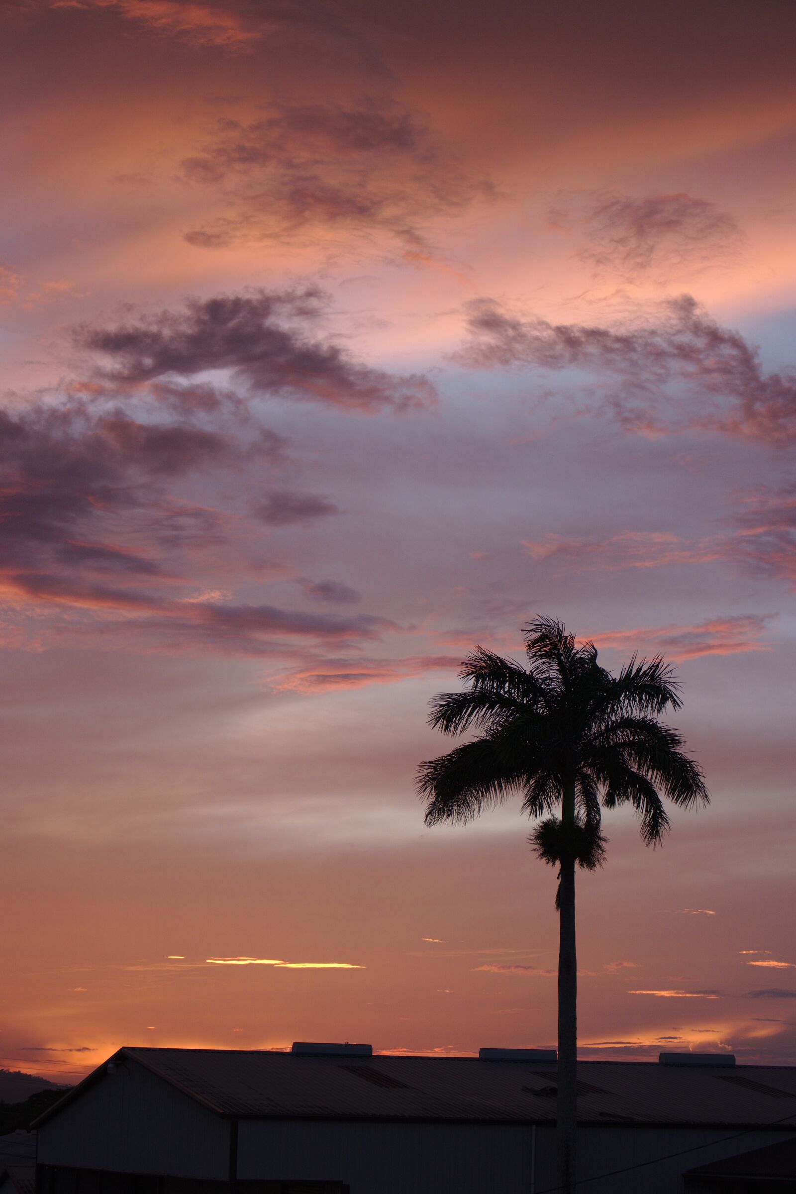 Canon EOS 80D sample photo. Sunset, sun, palm photography