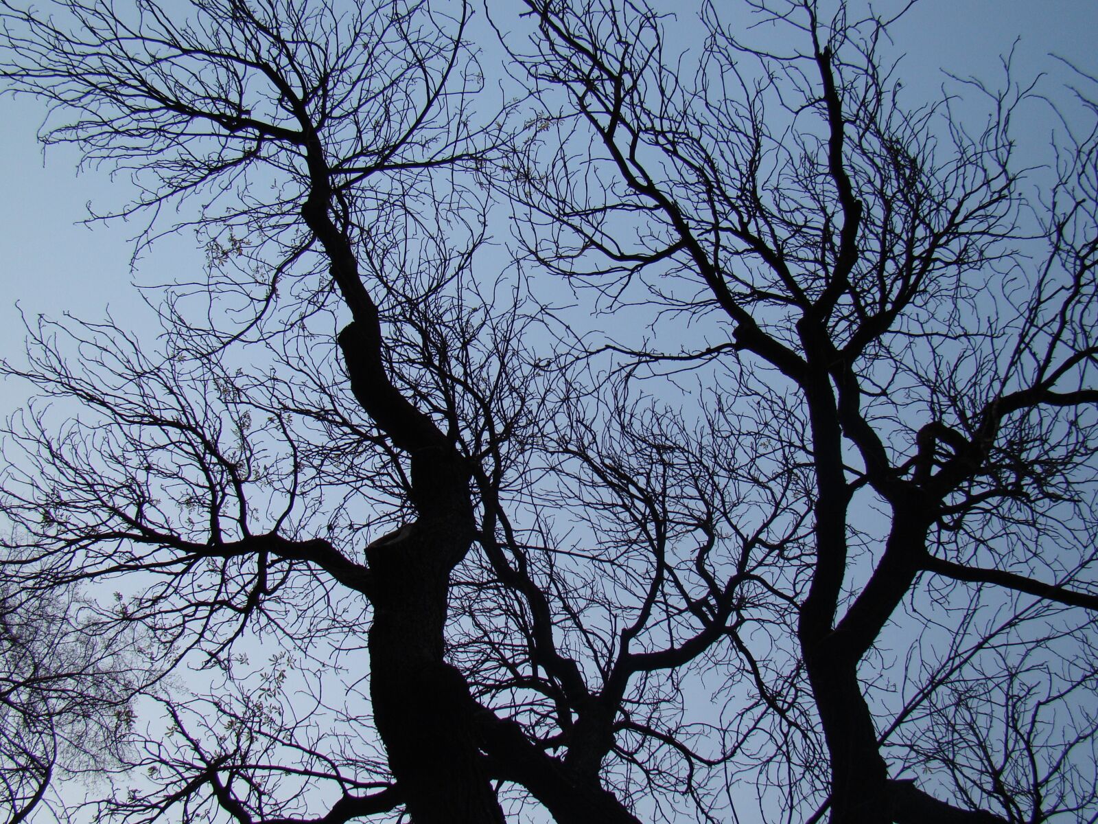 Sony Cyber-shot DSC-H50 sample photo. Konary, branches, tree photography
