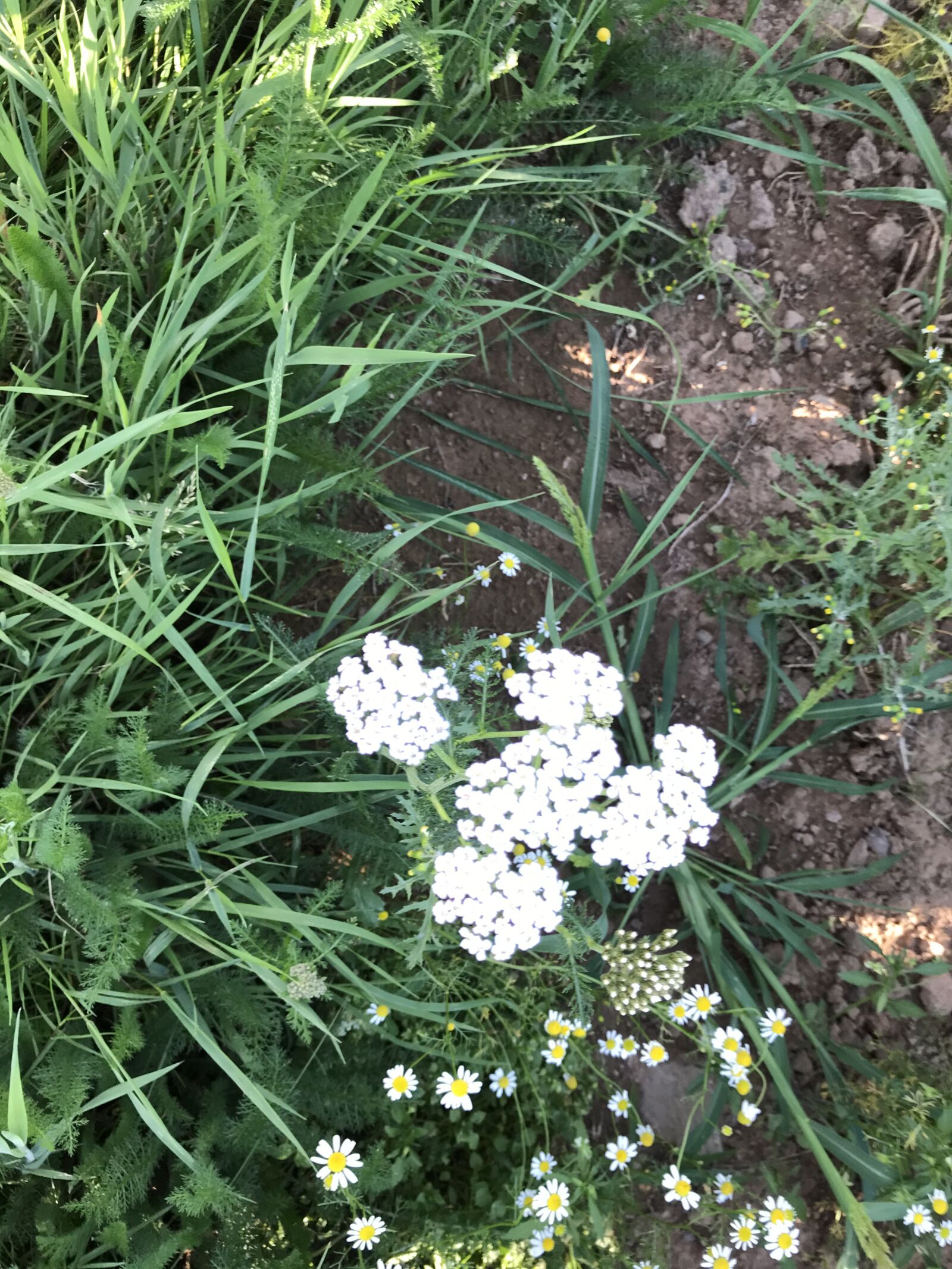 iPhone 7 back camera 3.99mm f/1.8 sample photo. Flower, landscape, green photography
