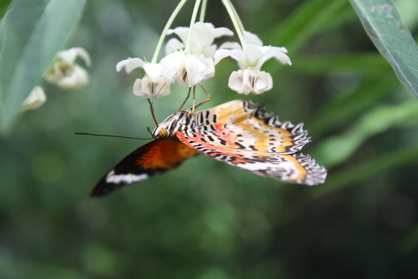 Canon EOS 1000D (EOS Digital Rebel XS / EOS Kiss F) sample photo. Orange-colorful butterfly, butterfly, insect photography