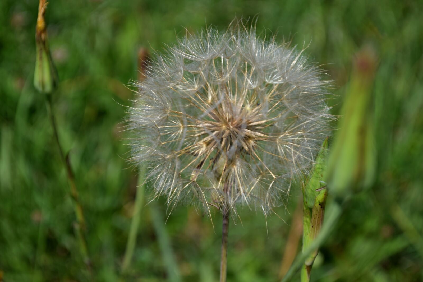 Nikon D5300 sample photo. Dandelion, summer, nature photography