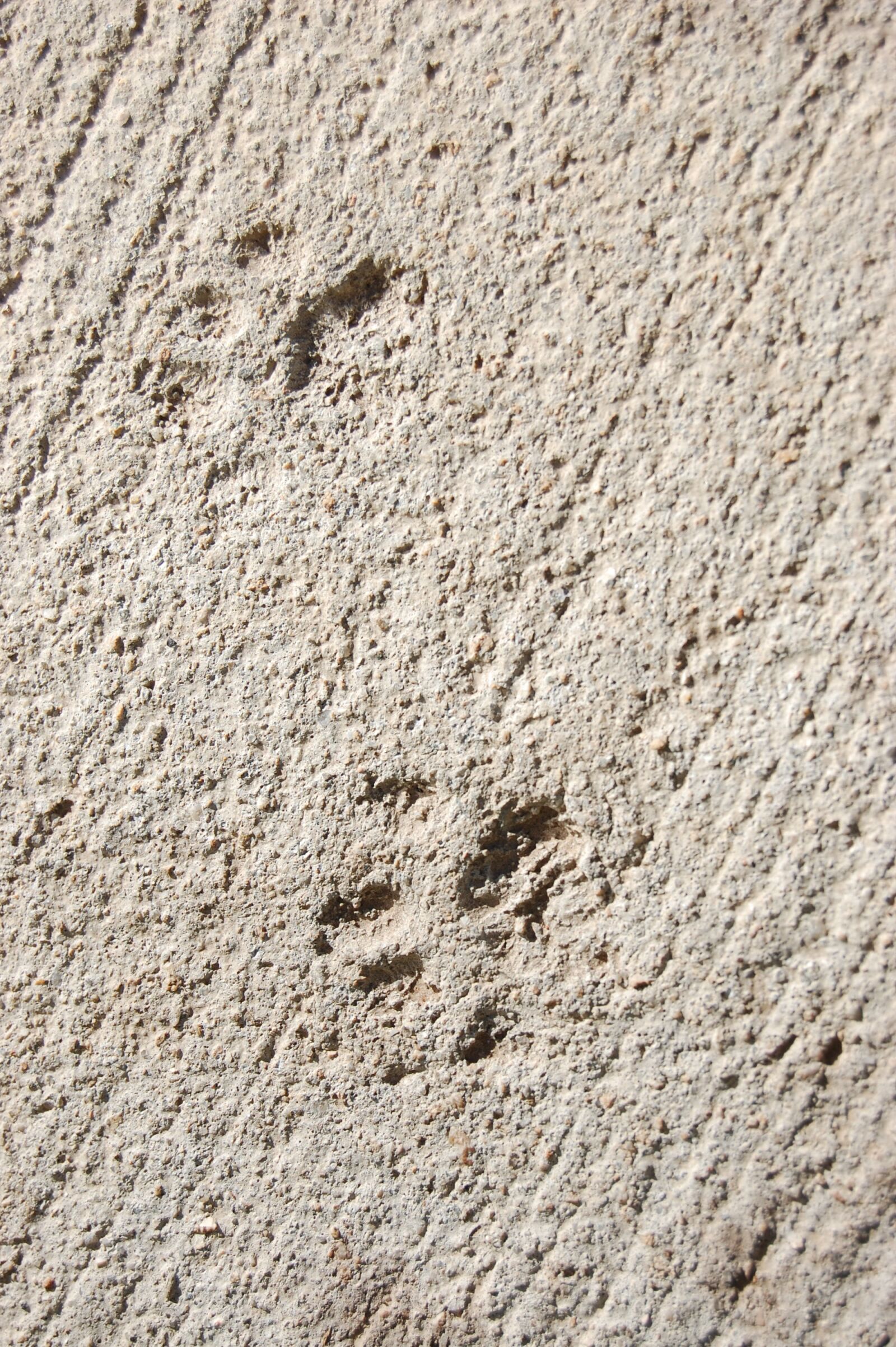 Nikon D40 sample photo. Footprints, tracks, sidewalk photography