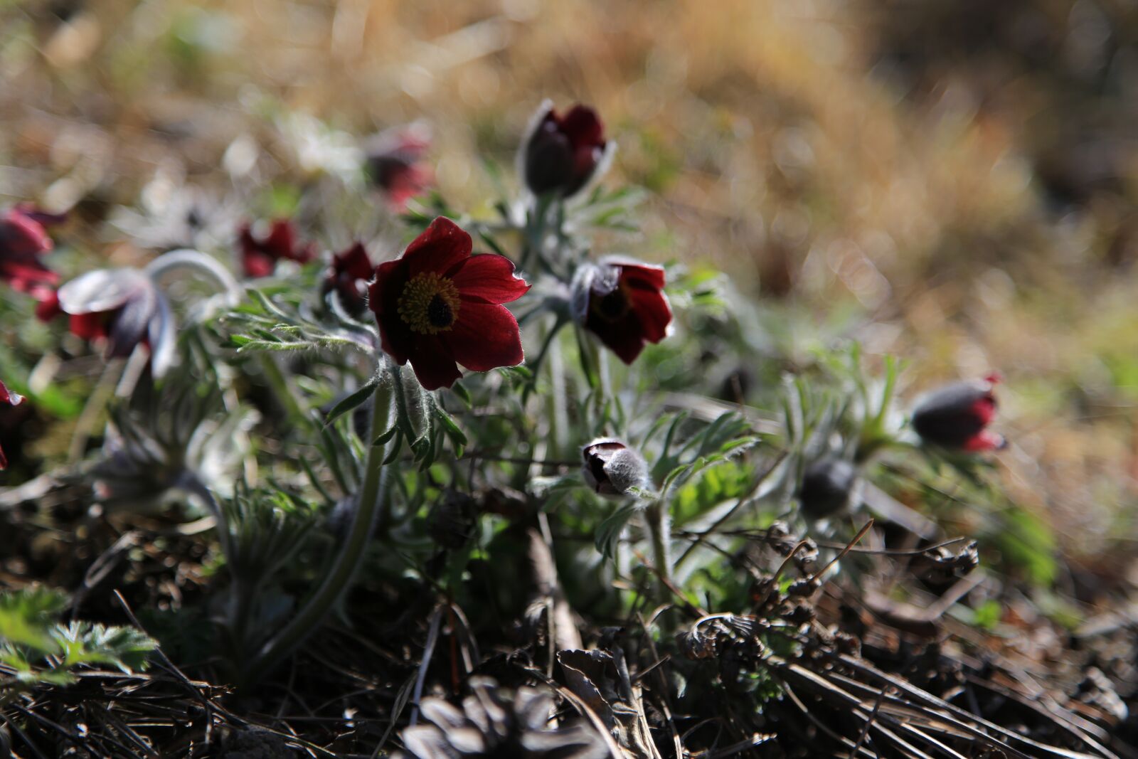 Canon EOS 6D + Canon EF 24-105mm F4L IS USM sample photo. Do mi flower, flowers photography