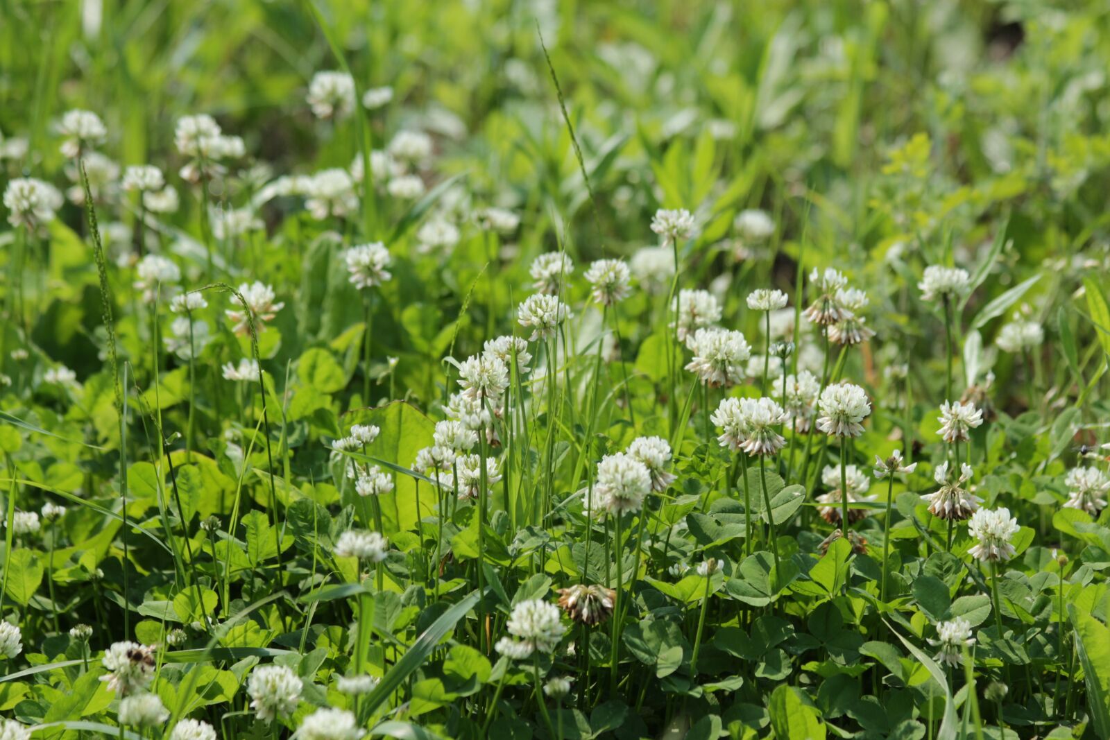Canon EOS 650D (EOS Rebel T4i / EOS Kiss X6i) sample photo. Clover, bloom, white clover photography
