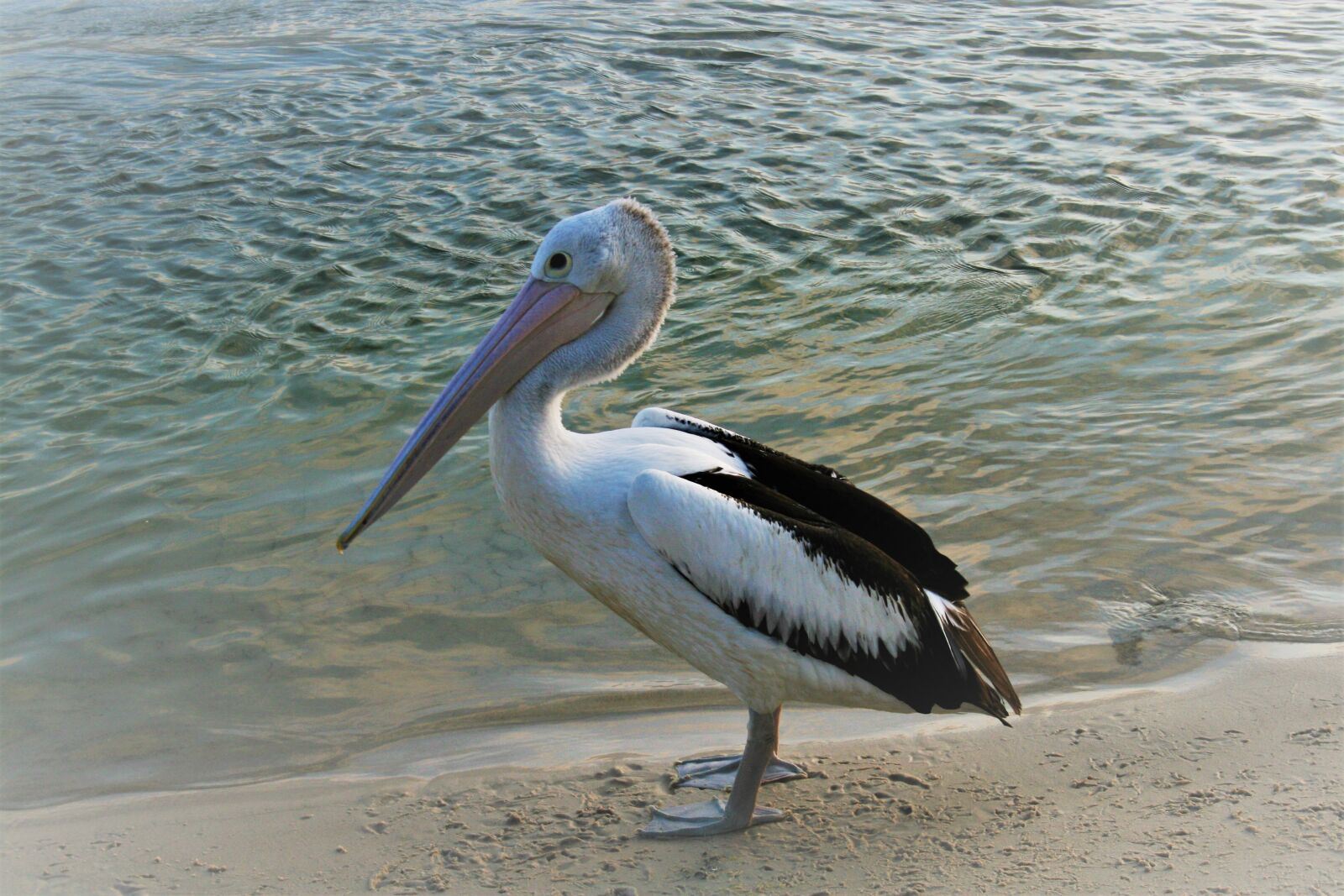 Canon EOS 400D (EOS Digital Rebel XTi / EOS Kiss Digital X) sample photo. Pelican, bird, beach photography