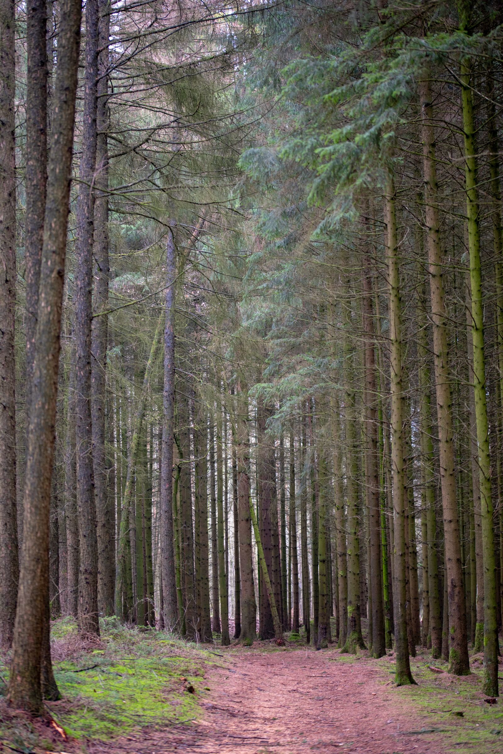 Nikon D750 sample photo. Forest, trees, path photography