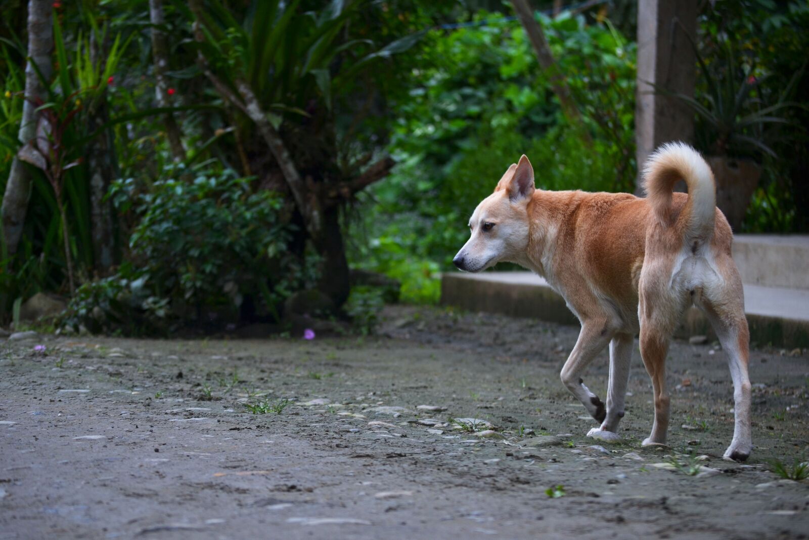 Nikon D3100 sample photo. Nature, outdoors, bitch photography