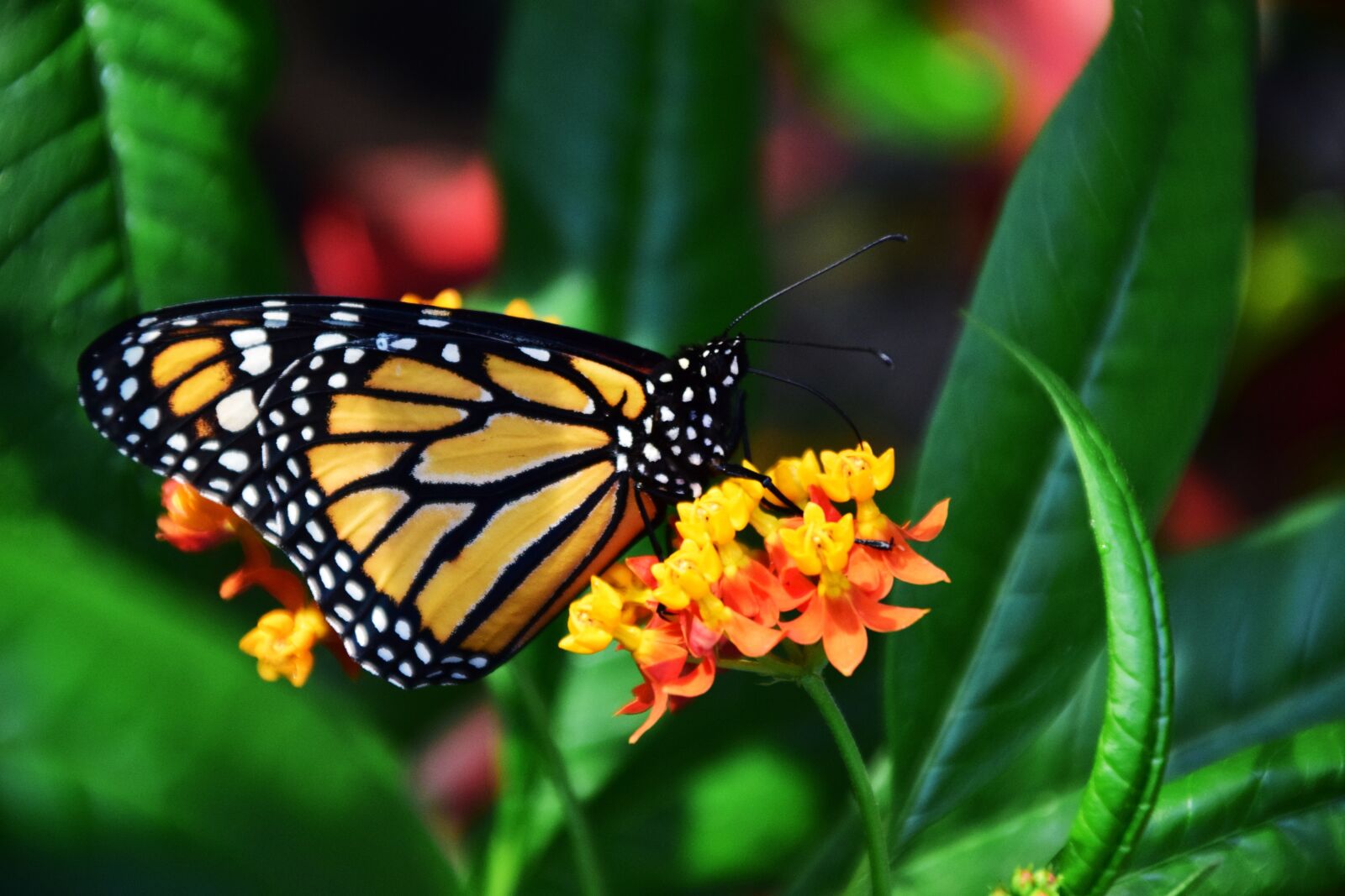 Nikon D3300 sample photo. Monarch, danaus plexipplus, butterfly photography