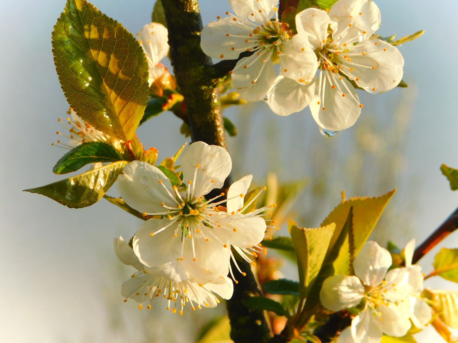 Nikon Coolpix B500 sample photo. Blossom, spring, flowers photography