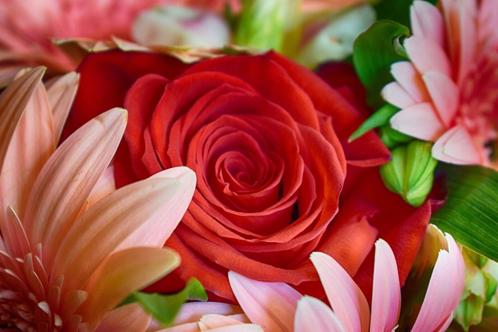 Nikon D3300 sample photo. Roses, flowers, bouquet photography