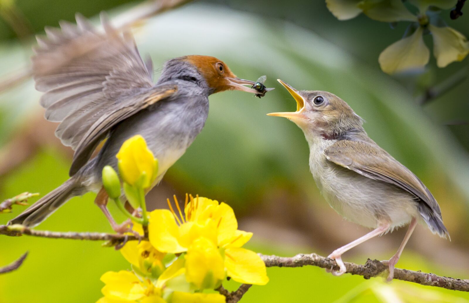 Canon EF 100-400mm F4.5-5.6L IS USM sample photo. Nature, bird, wildlife photography