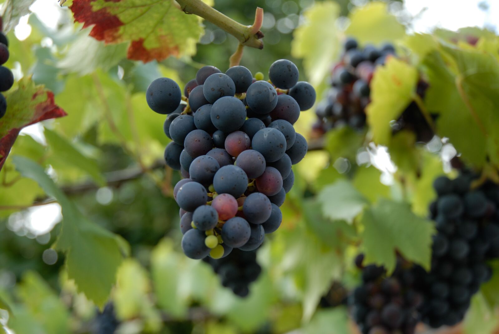 Nikon D200 sample photo. Red wine, leaves, nature photography