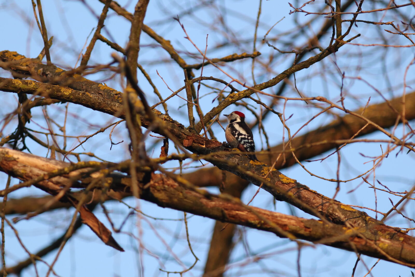 Canon EF 300mm F4L IS USM sample photo