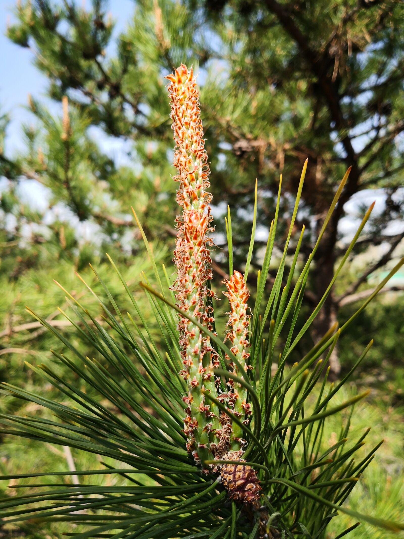 HUAWEI Mate 10 sample photo. Spring, pine tree, stamens photography