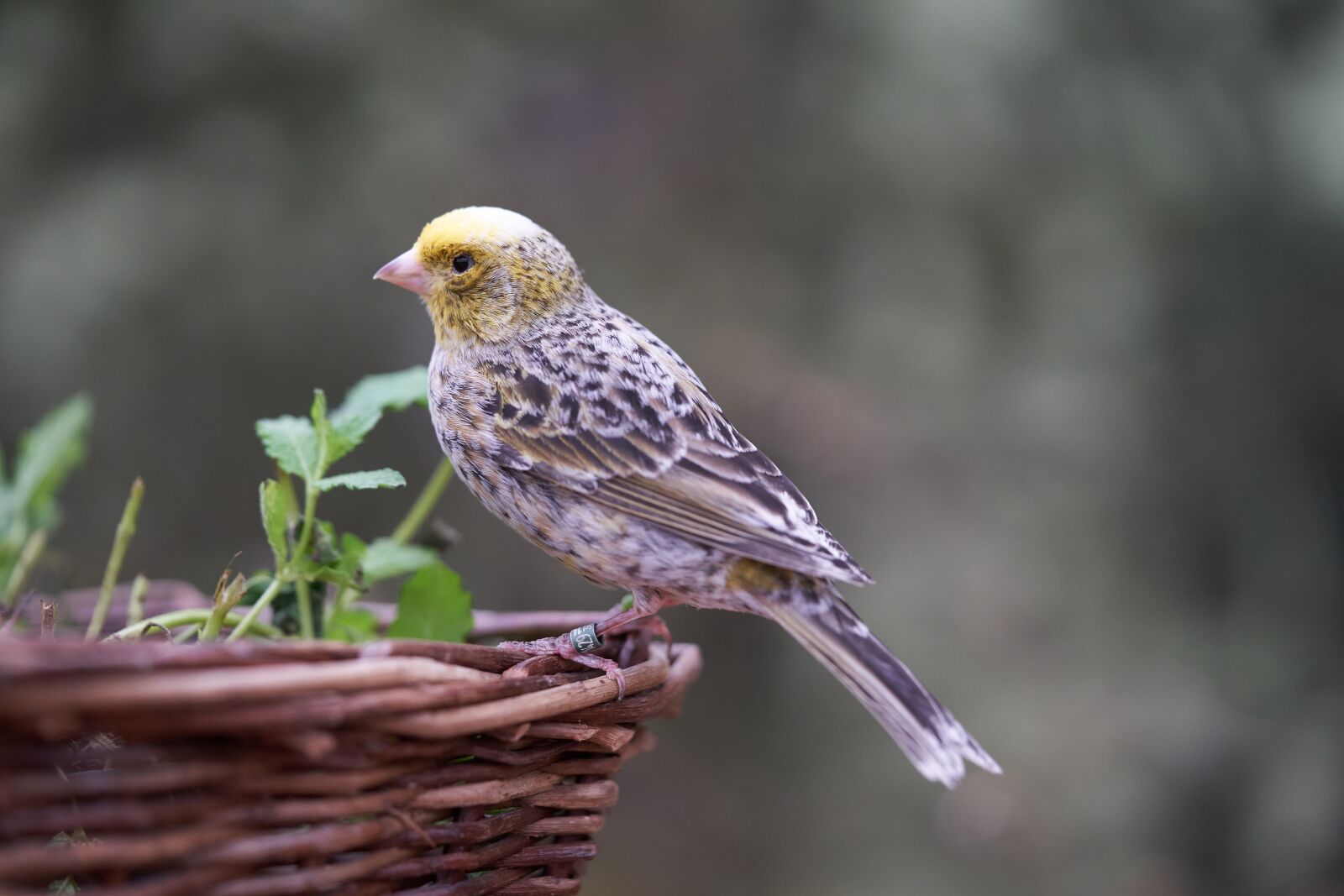 Sony FE 90mm F2.8 Macro G OSS sample photo. Bird, canary bird, eat photography