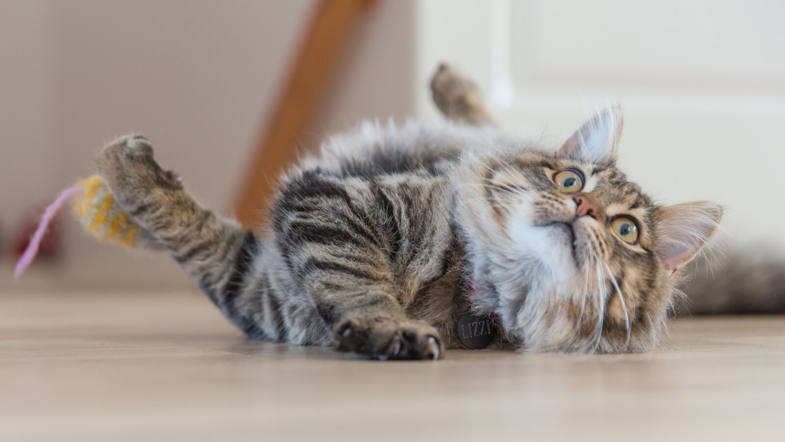 Canon EF 24-70mm F2.8L II USM sample photo. Animal, pet, cute, fur photography