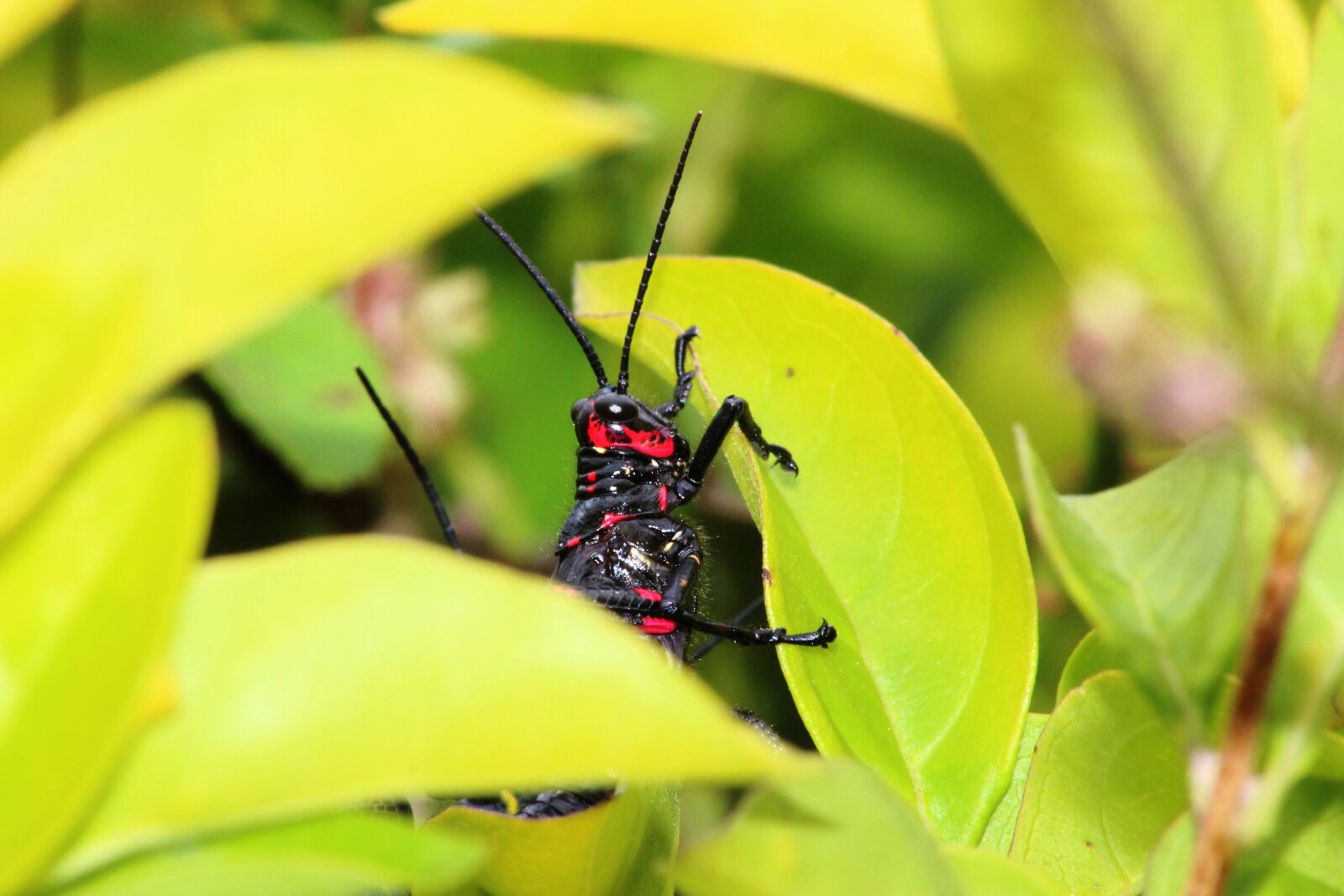 Canon EOS 600D (Rebel EOS T3i / EOS Kiss X5) sample photo. Grasshopper, aposematismo, insect photography