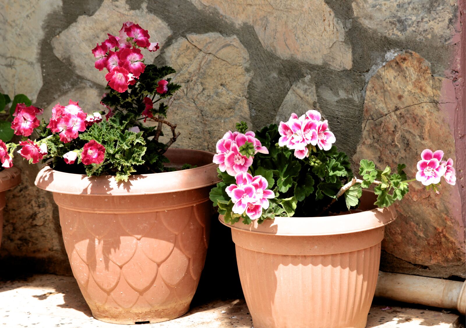 Canon EF 24-70mm F2.8L II USM sample photo. Geranium, geraniums, plant photography