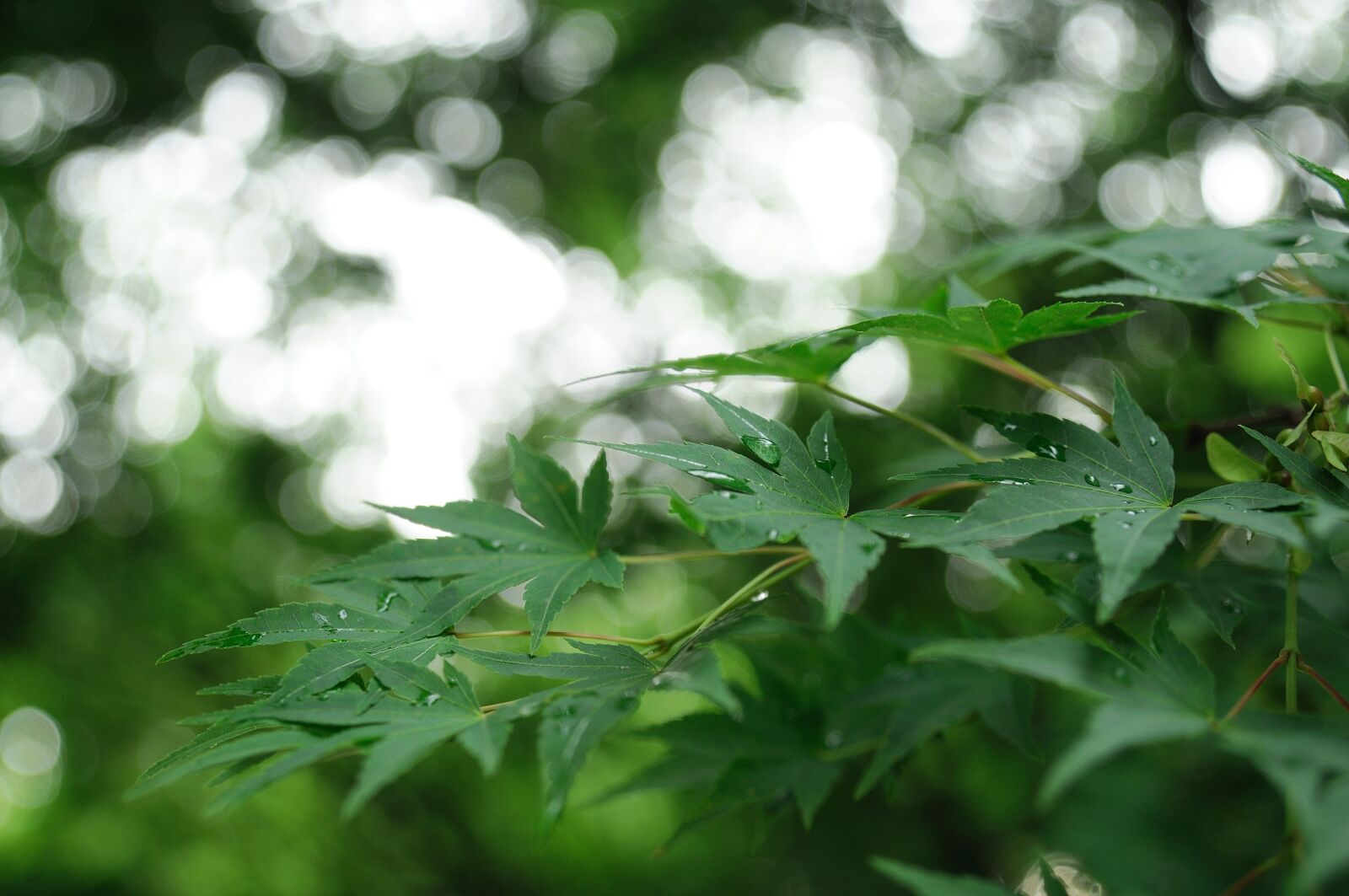 Nikon D300 sample photo. Nature, the leaves, abstract photography