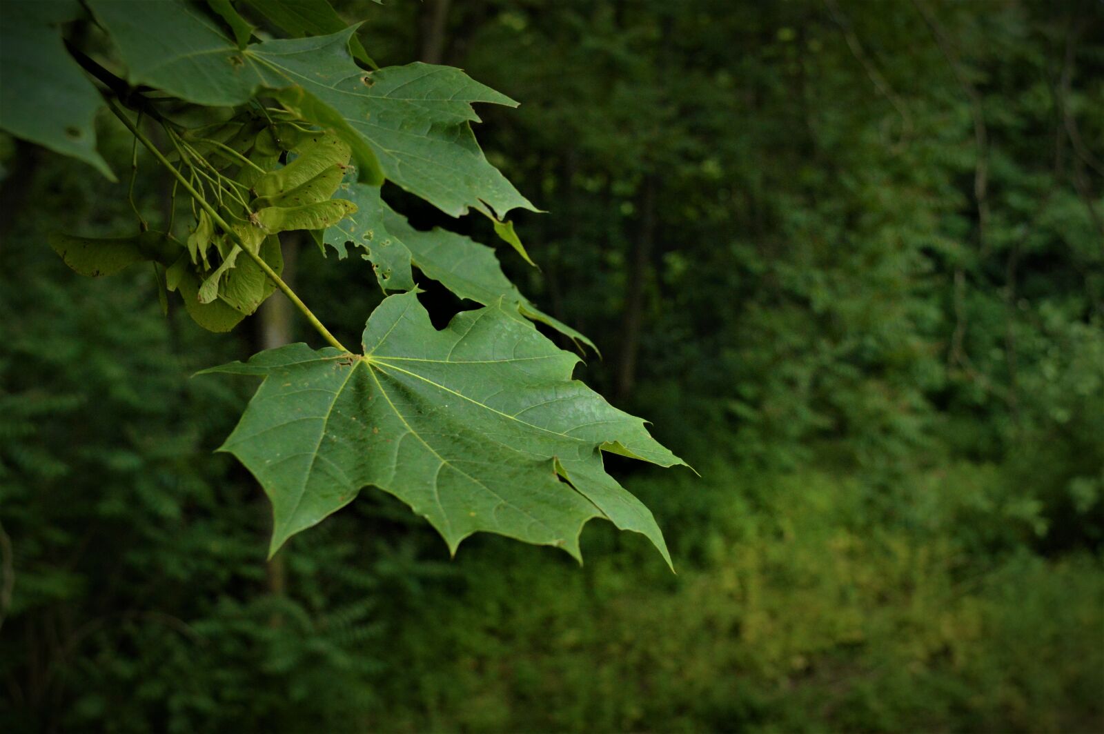 Nikon D3200 sample photo. Green, green, leaf, leaf photography