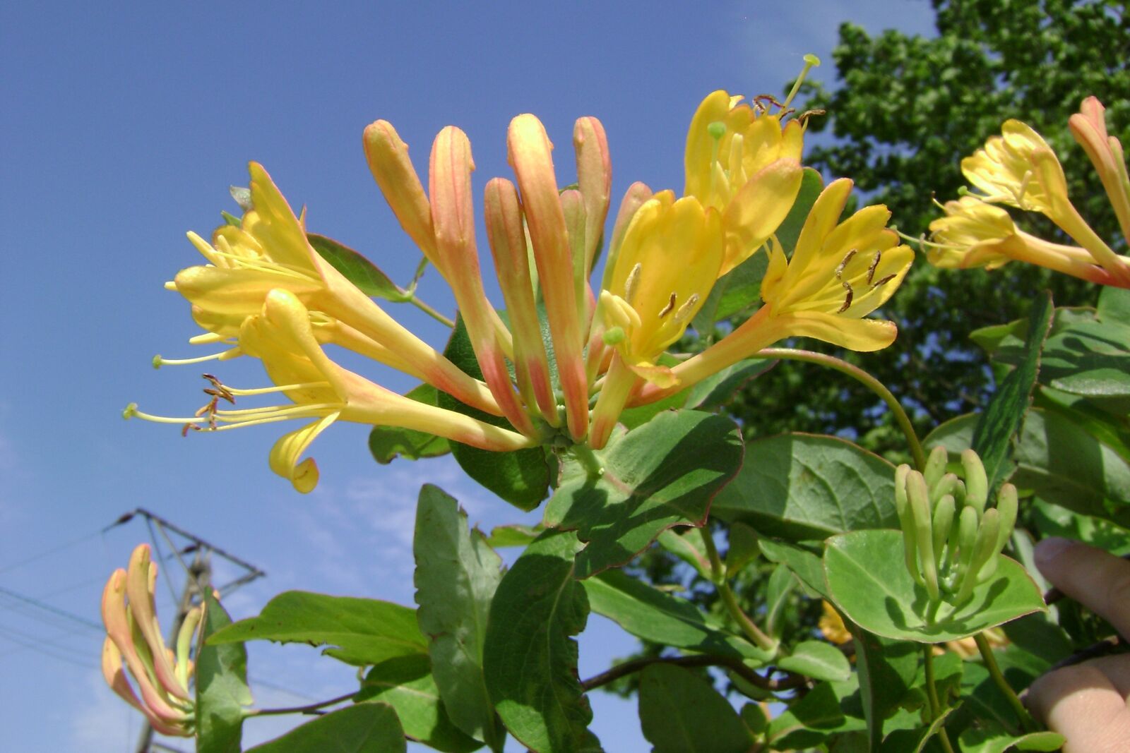 Sony DSC-S700 sample photo. Honeysuckle tellmanna, creeper, flower photography