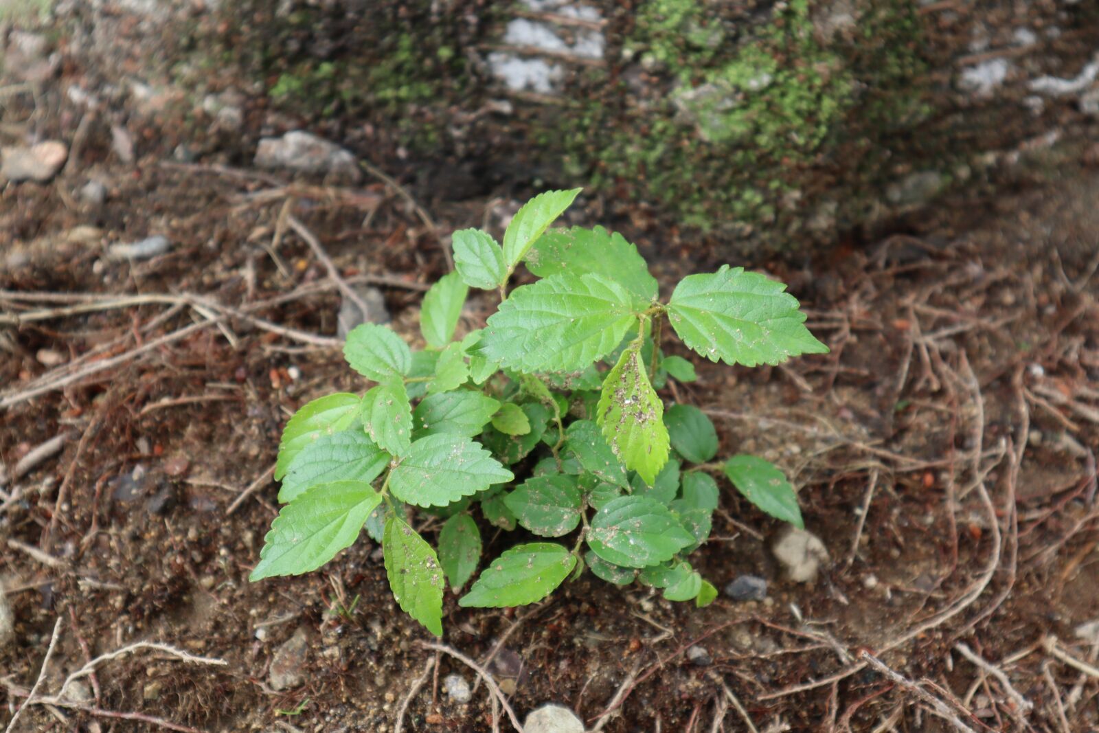 Canon EOS M50 (EOS Kiss M) sample photo. Plants, nature, pool photography