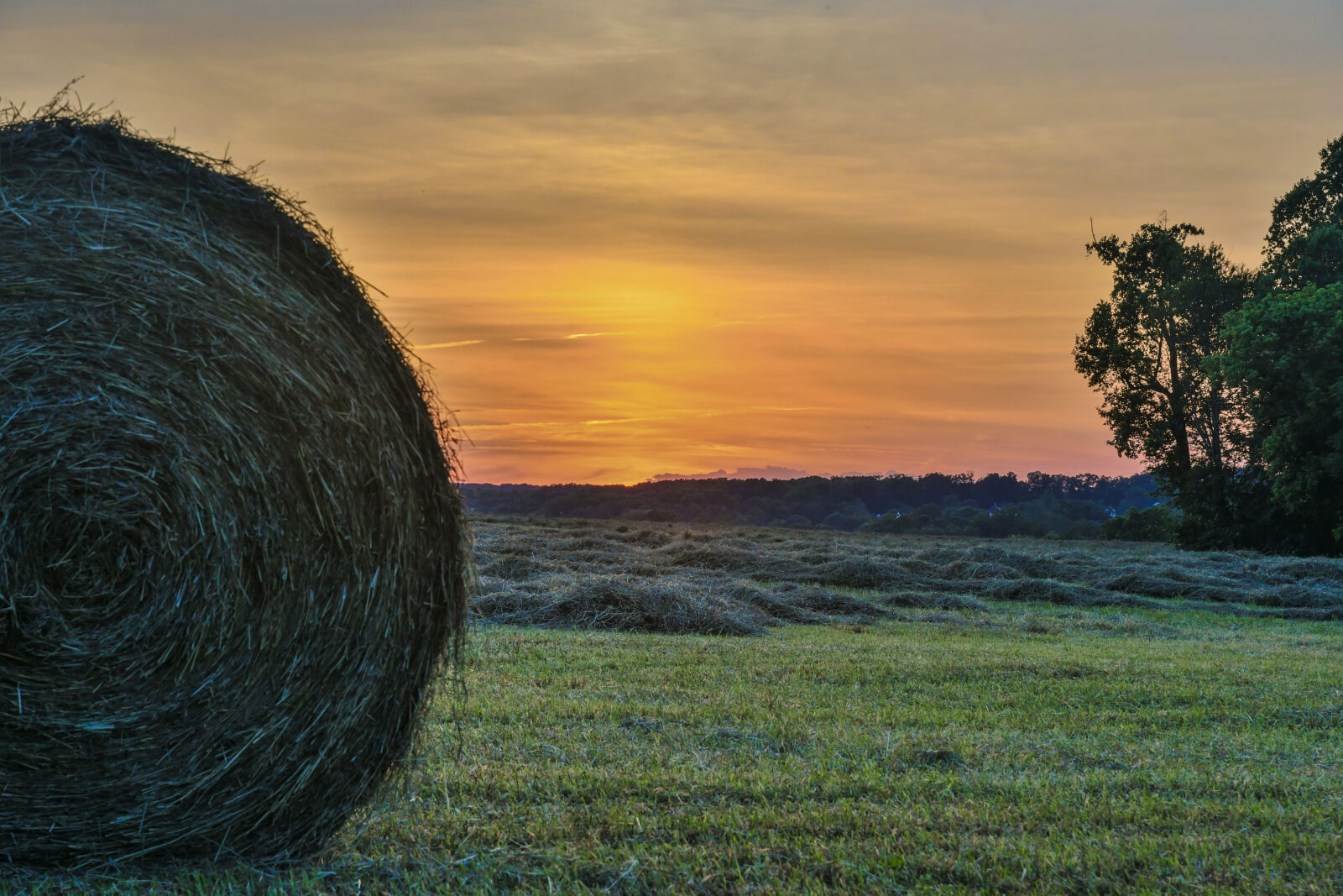 Nikon D500 sample photo. Hayfield, during, sunset photography