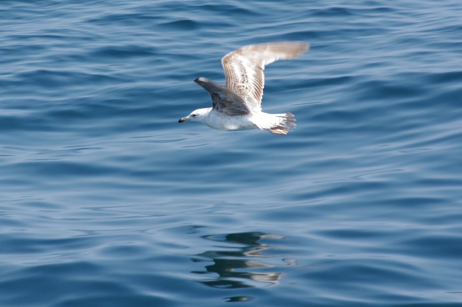Pentax K-7 sample photo. Seagull, theft, flight photography
