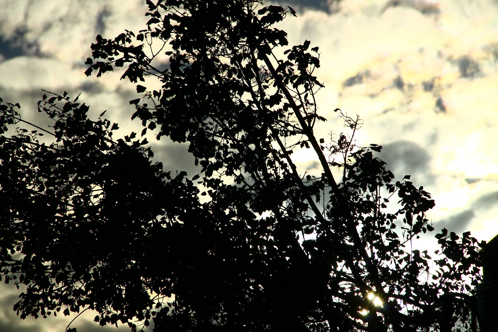 Canon EOS 1100D (EOS Rebel T3 / EOS Kiss X50) sample photo. Shadow, tree, shadows photography