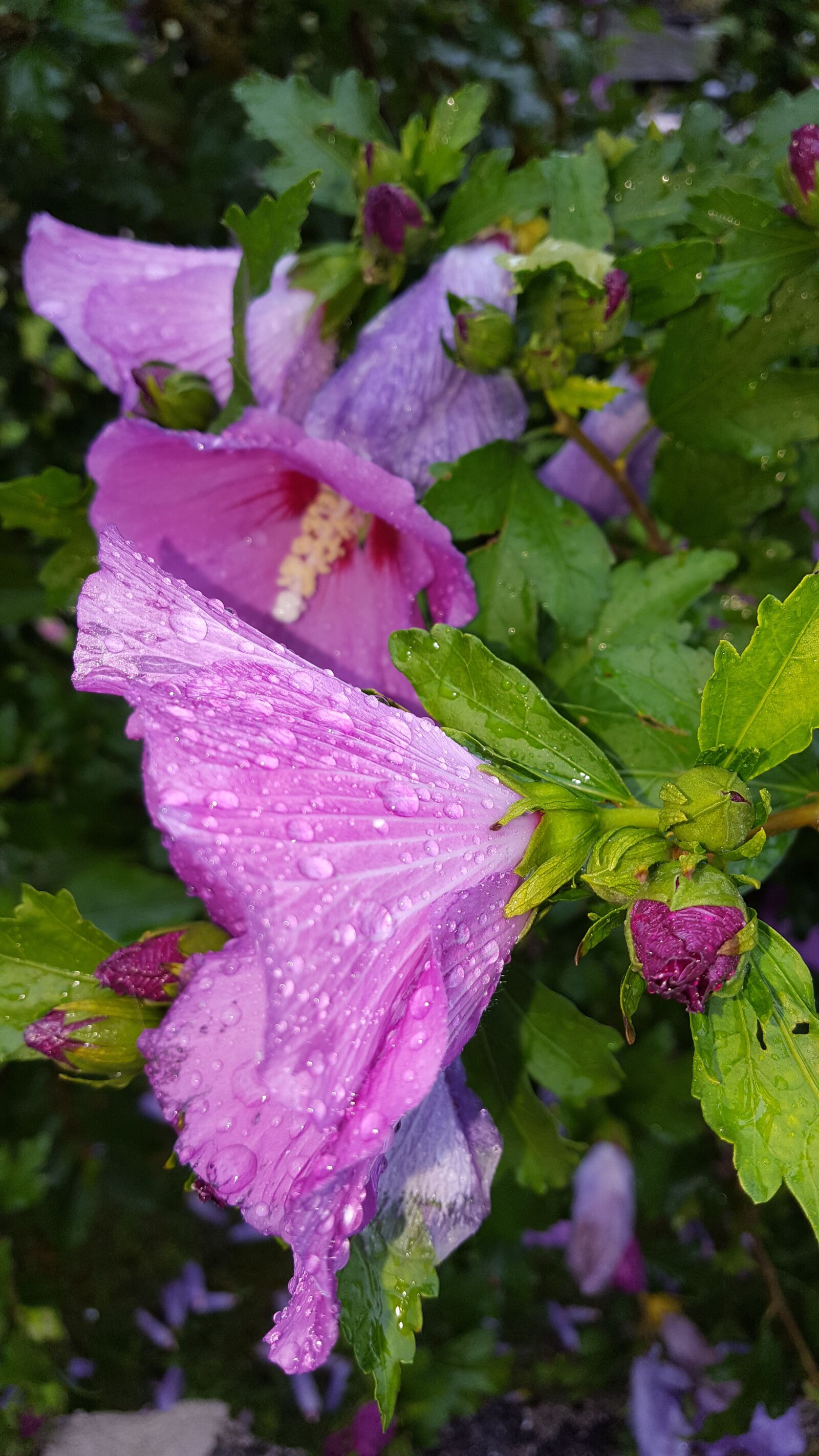 Samsung Galaxy S6 sample photo. Blossom, bloom, drop of photography