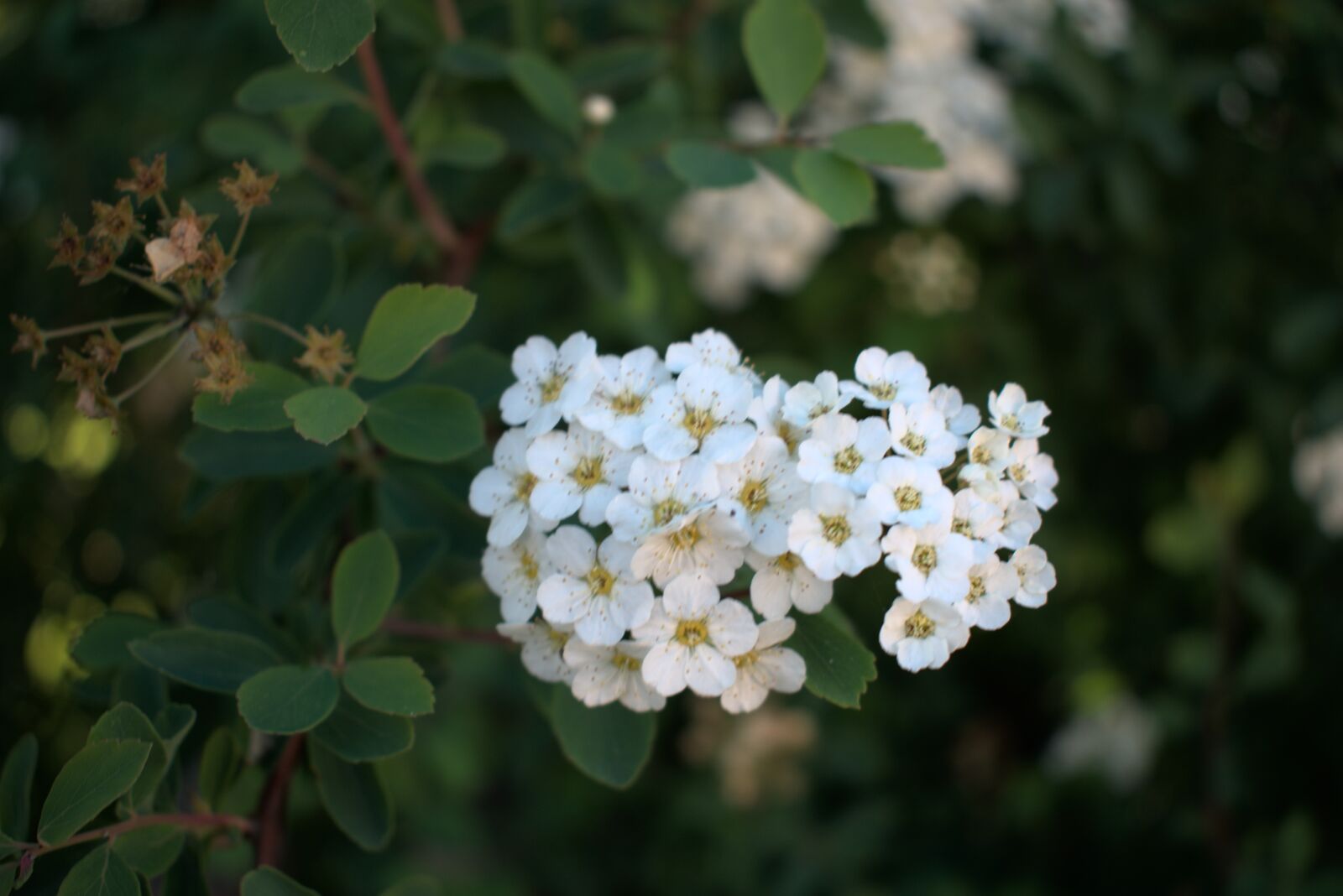 Nikon D3400 sample photo. Flower, spring, nature photography