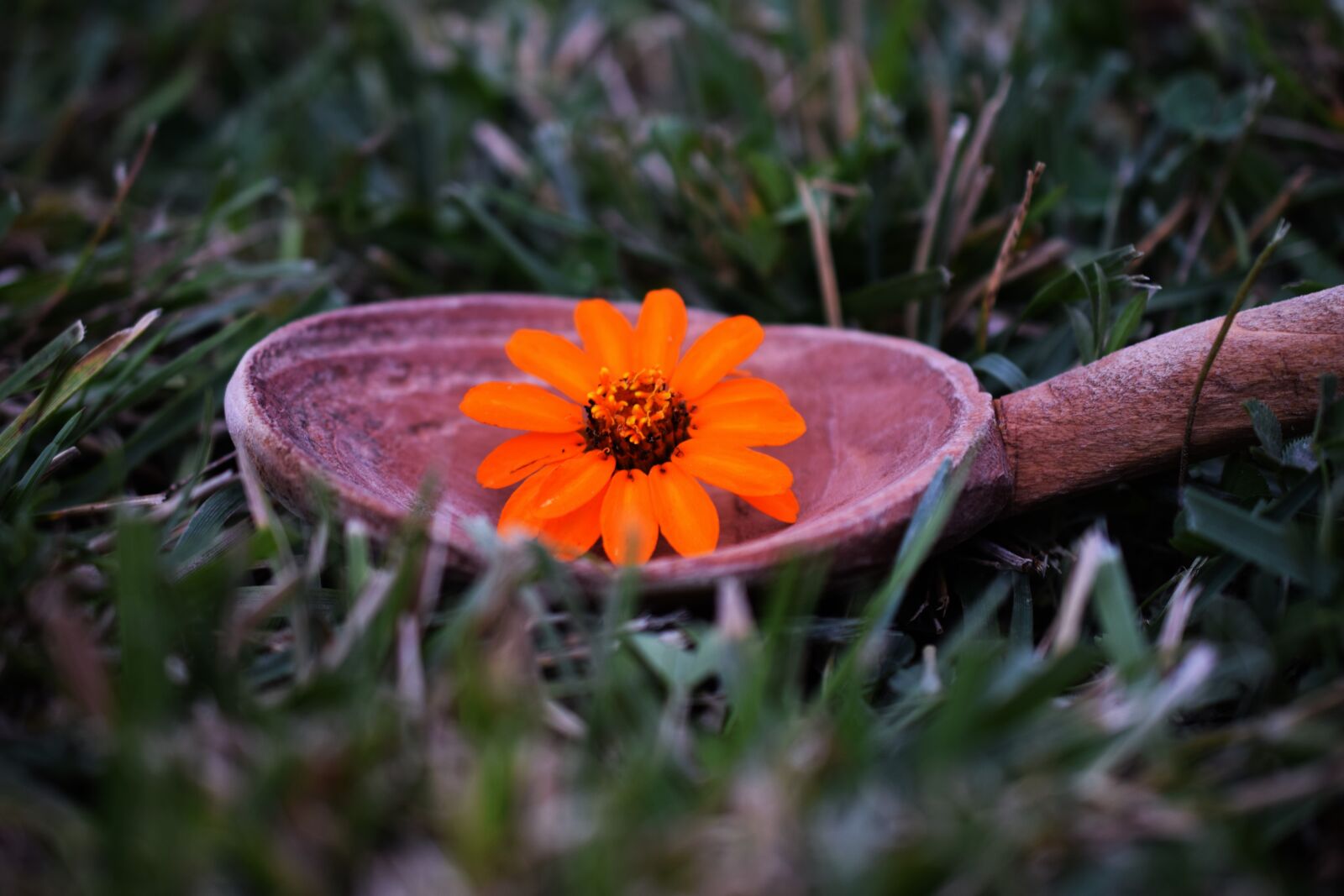Nikon D5300 sample photo. Autumn, flower, grass photography