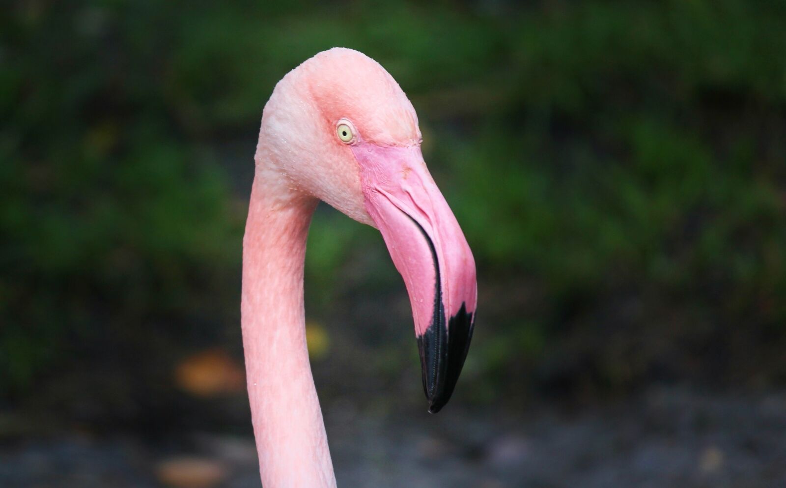 Canon EOS 1100D (EOS Rebel T3 / EOS Kiss X50) sample photo. Flamingo, pink, pink flamingo photography