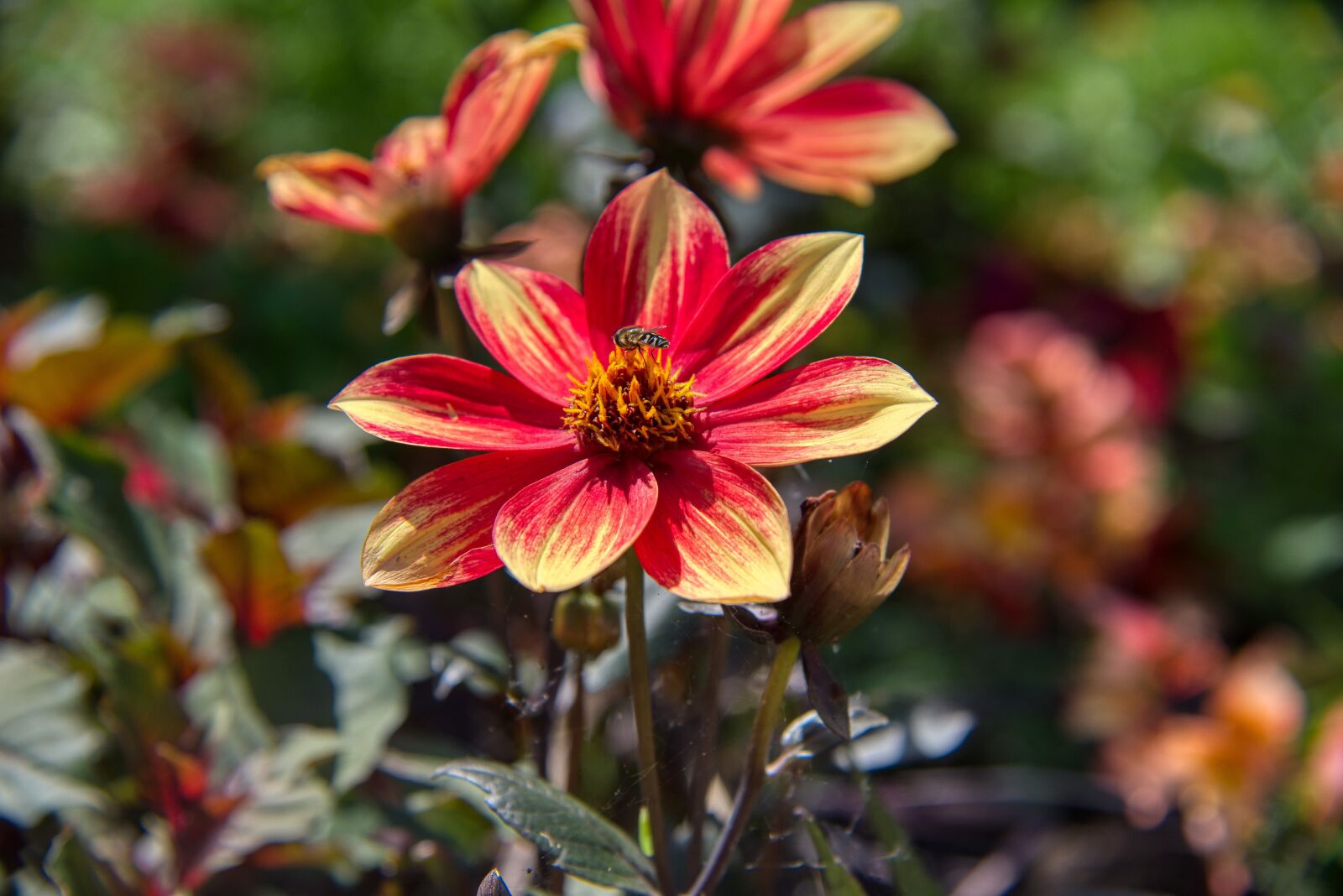 Nikon D750 sample photo. Dahlia, blossom, bloom photography